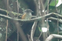 Hypocnemis peruviana