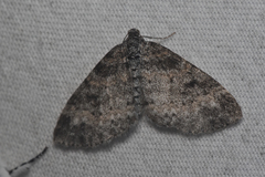 Lobophora