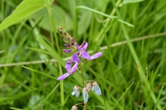 Desmodium pringlei