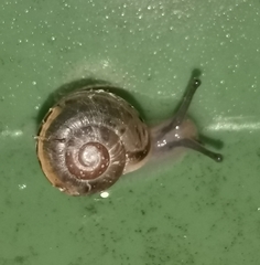 Fruticicola fruticum