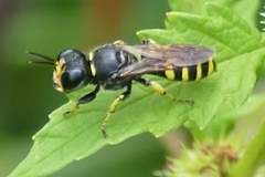 Ectemnius cephalotes