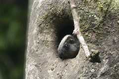 Isothrix bistriata