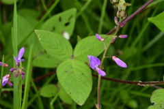 Desmodium pringlei