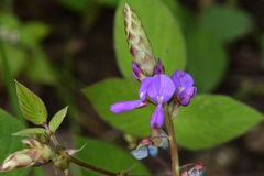 Desmodium pringlei