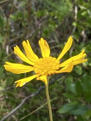Balduina uniflora