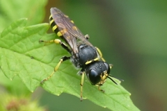 Ectemnius cephalotes