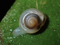 Coneuplecta calculosa