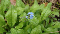 Myosotis scorpioides
