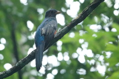 Trogon melanurus