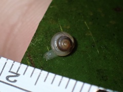 Coneuplecta calculosa