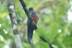 Trogon melanurus