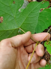 Vitis aestivalis