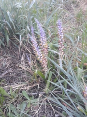 Lachenalia mutabilis