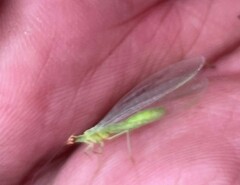 Chrysoperla comanche