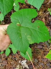 Vitis aestivalis