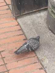 Columba livia domestica
