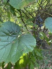 Vitis aestivalis
