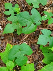 Vitis aestivalis