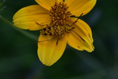 Ochraethes pollinosus