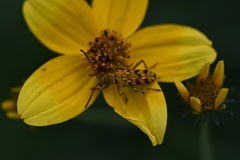 Ochraethes pollinosus