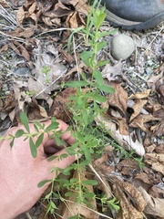 Hypericum hypericoides