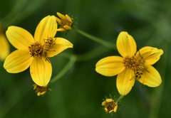 Ochraethes pollinosus