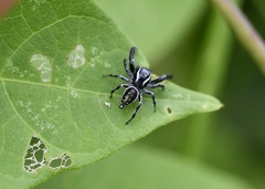 Paraphidippus aurantius