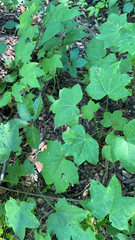 Kalopanax septemlobus