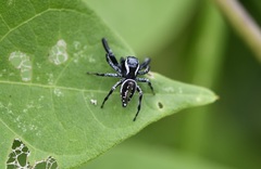Paraphidippus aurantius