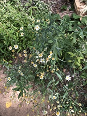 Boltonia asteroides