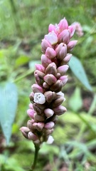 Persicaria maculosa