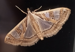 Glyphodes pyloalis