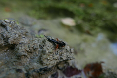 Pimpla rufipes
