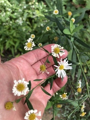 Boltonia asteroides