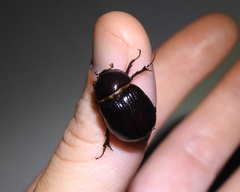 Aphonus