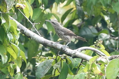 Campylorhynchus turdinus