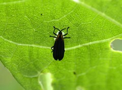 Xenochalepus maculicollis