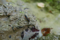 Pimpla rufipes