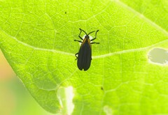 Xenochalepus maculicollis