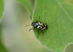 Zygogramma signatipennis