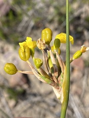 Bobartia