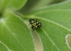 Zygogramma signatipennis