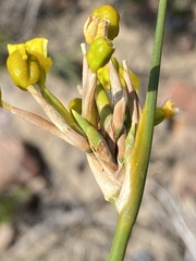 Bobartia