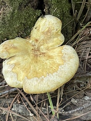 Tapinella panuoides