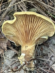 Tapinella panuoides