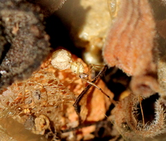 Theridiidae