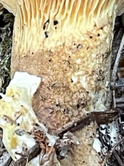 Tapinella panuoides