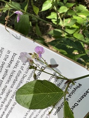 Desmodium glabellum