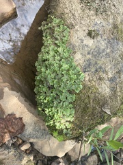 Marchantia polymorpha ruderalis