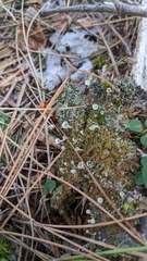 Cladonia chlorophaea